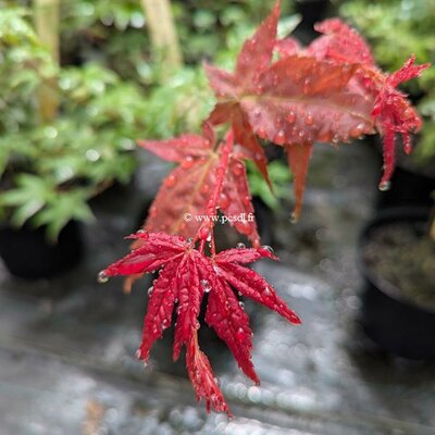 Acer palmatum Shishio Improved