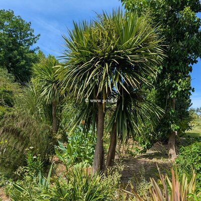 Cordyline australis