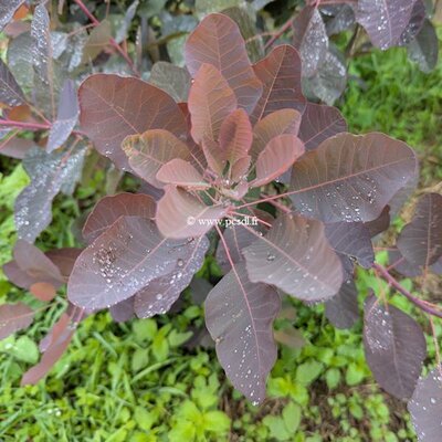 Cotinus Ruby Glow (2)