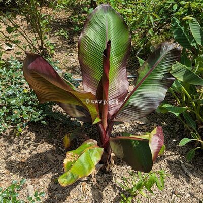 Ensete ventricosum Maurelii