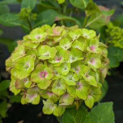 Hydrangea macrophylla Green Delight (2)