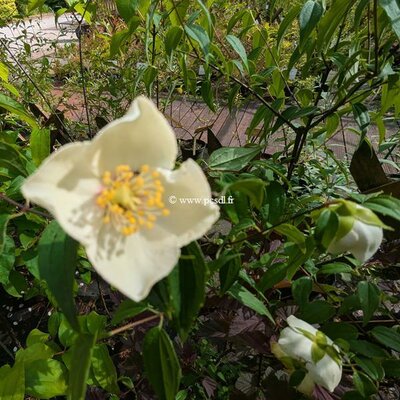 Philadelphus mexicanus (2)-topaz