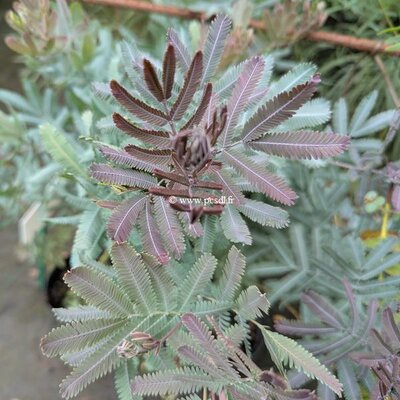 Acacia baileyana Purpurea