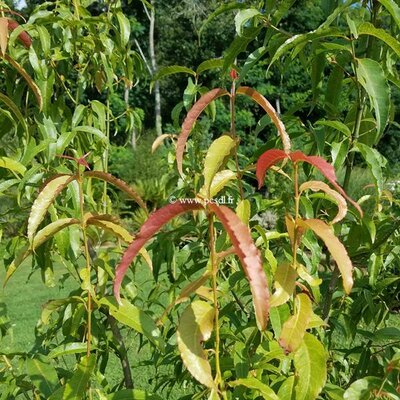 Acer laevigatum (2)