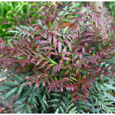 Mahonia Meteor (9)