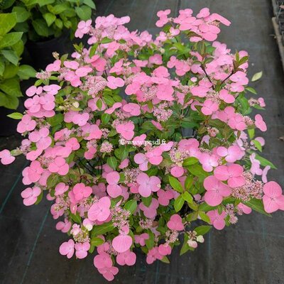 Hydrangea First Love (2)