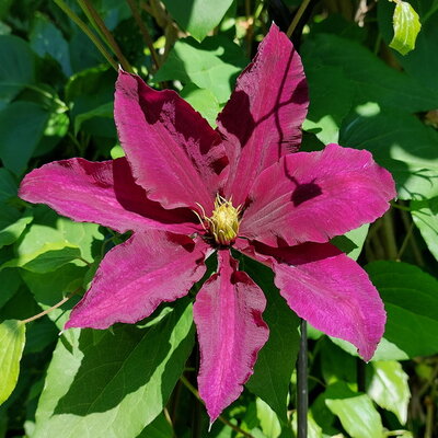 Clematis Niobe