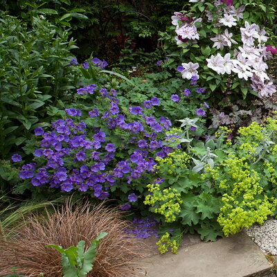 Geranium Bloom me Away