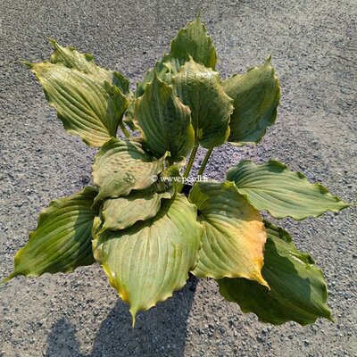 Hosta Queen of the Seas