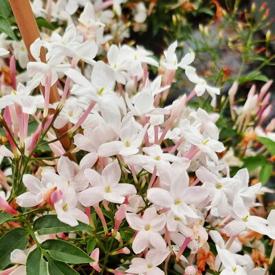 Jasminum Starry Night (2)