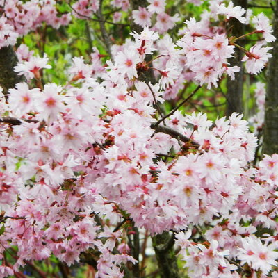 Prunus x subhirtella Fukubana