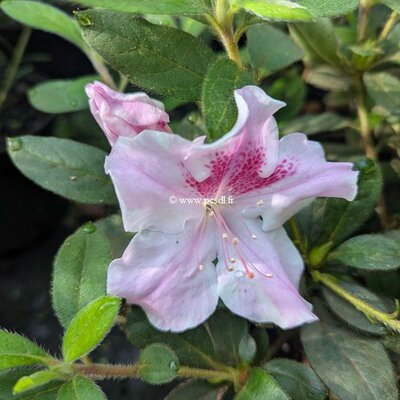 Rhododendron Encore Super Sport