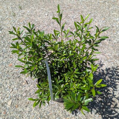 Rhododendron Kinsai