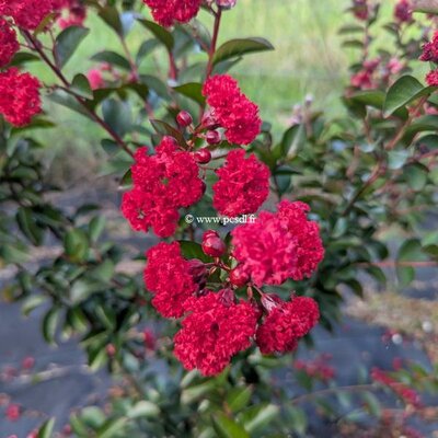 Lagerstroemia indica Ruffled Red Magic (3)
