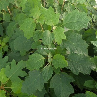 Hydrangea quercifolia Yeti