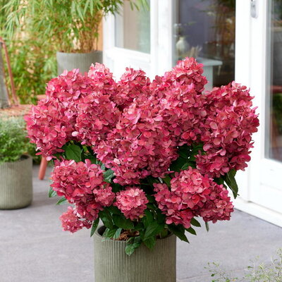 Hydrangea paniculata Bonfire (2)