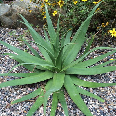 Agave bracteosa