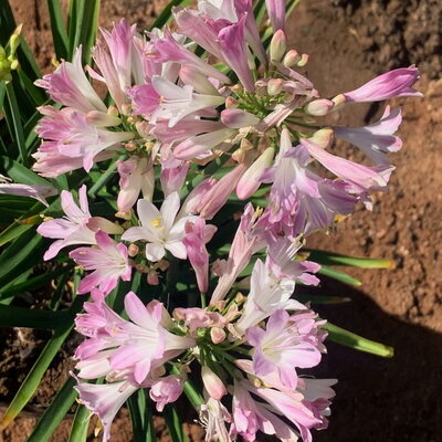Agapanthus Blush Pink