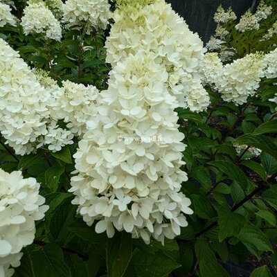 Hydrangea paniculata Panorama (5)