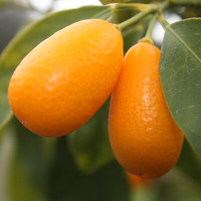 Citrus japonica Kumquat (2)