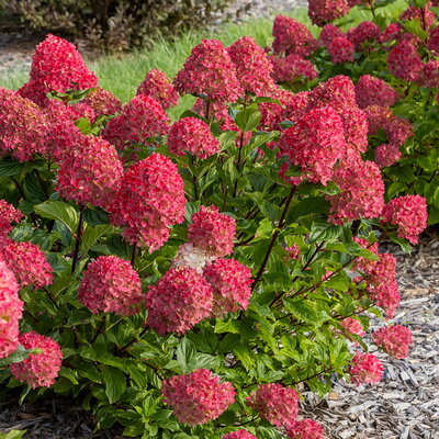 Hydrangea paniculata Spring Sizzle