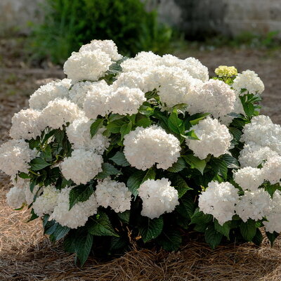 Hydrangea macrophylla ES Dreamcloud