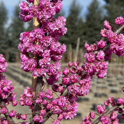 Cercis canadensis Pink Pom Poms