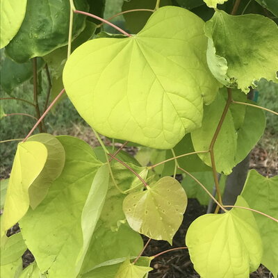 Cercis canadensis Golden Falls (2)