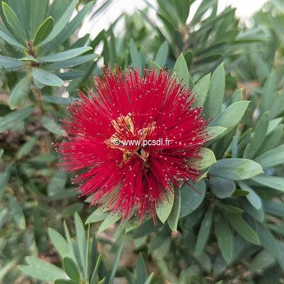Callistemon Little John (1)