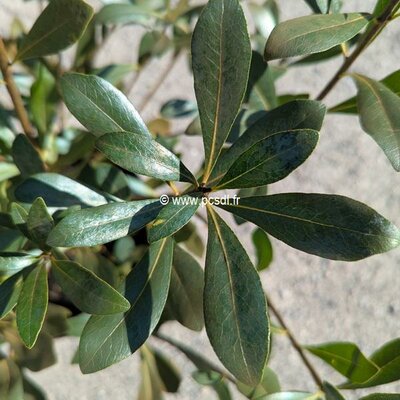 Pittosporum Green Mound (2)