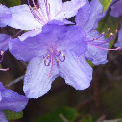 Rhododendron augustinii Saint Tudy (2)