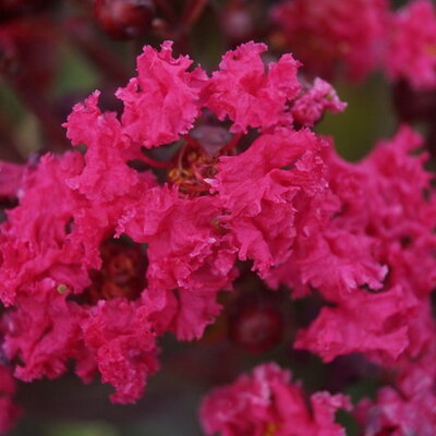 Lagerstroemia indica Pink Velour
