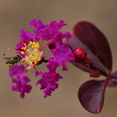 Lagerstroemia indica Purple Magic (2)