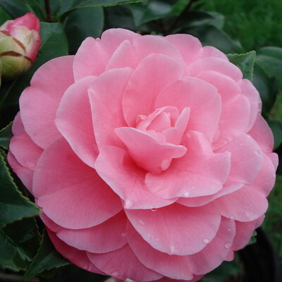 Camellia japonica Marie Bracey