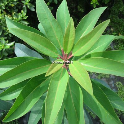 Daphniphyllum macropodom
