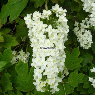 Hydrangea quercifolia 'Snowflake' C3L 40/60