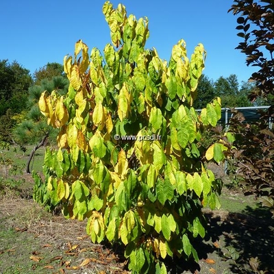 Asimina triloba (3)