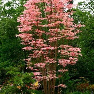 Toona sinensis 'Flamingo'