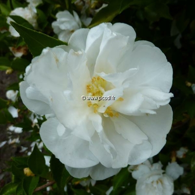 Camellia sasanqua 'Etoile du Berger'