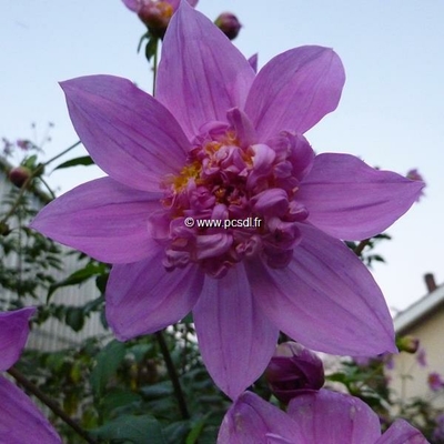 Dahlia imperialis 'Double or Nothing' C3L