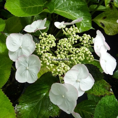 Hydrangea macrophylla Sandra