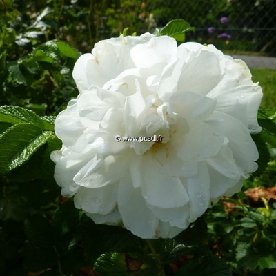 Rosa rugosa 'Blanc Double de Coubert' C4L 40/60