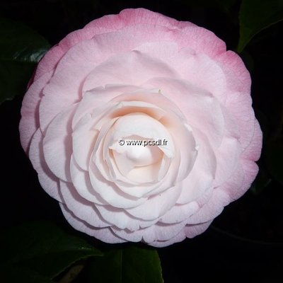 Camellia japonica 'Desire'
