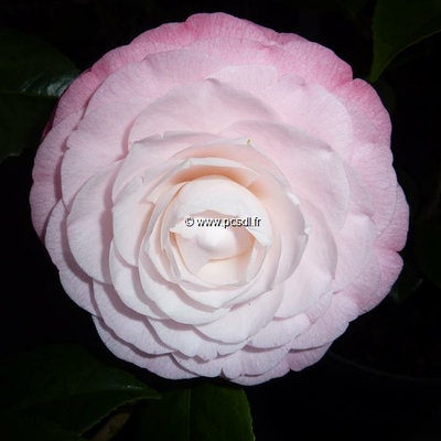 Camellia japonica 'Desire' C3L 40/60