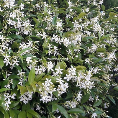Trachelospermum jasminoides C4L 80/100