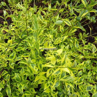 Abelia x grandiflora 'White Gold' C4L 30/40
