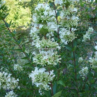 Abelia chinensis 'White Surprise' C4L 40/60