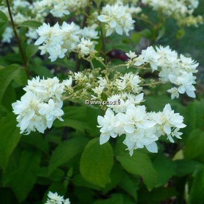 Hydrangea arborescens ssp. radiata 'Hayes Starburst' ® C4L 40/50