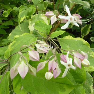 Clerodendrum trichotomum Carnival (1)