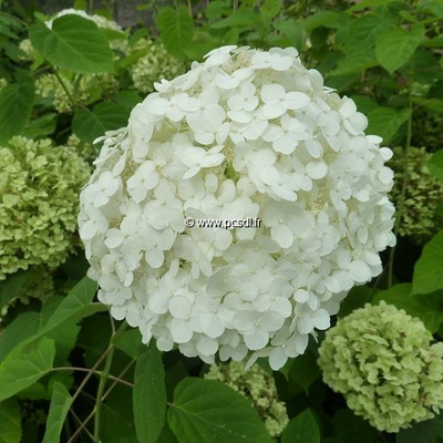 Hydrangea arborescens 'Incrediball' ® C4L 40/60